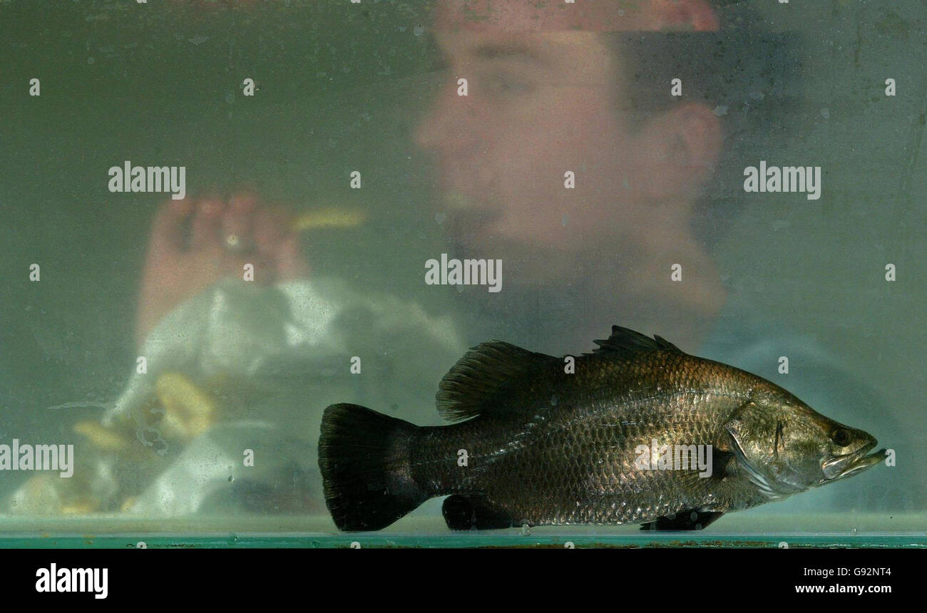 Fischtechniker Toby holt frisst seine Chips zur Mittagszeit, während ein Barramundi in Europas erster Barramundi-Fischfarm in der Nähe von Lymington im New Forest, Hampshire, vorbeischwimmt, Montag, 30. Januar 2006. 400 Tonnen australischer Fische werden jährlich auf dem Gelände einer ehemaligen Pizzafabrik produziert, die in nur 12 Monaten zu einem hochmodernen Aquakulturzentrum umgebaut wurde. Ab Ende März wird der Fisch, der als einer der weltweit größten Fischfresser gilt, innerhalb von 24 Stunden für britische Verbraucher frisch vom Bauernhof auf den Teller kommen. DRÜCKEN Sie VERBANDSFOTO. Fotokredit sollte Stockfoto