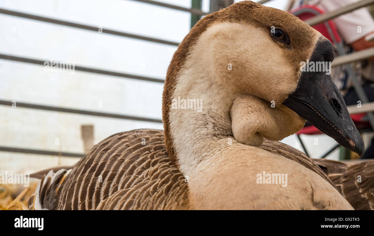 sehr seltenen afrikanischen Gans ruht auf Stroh Stockfoto