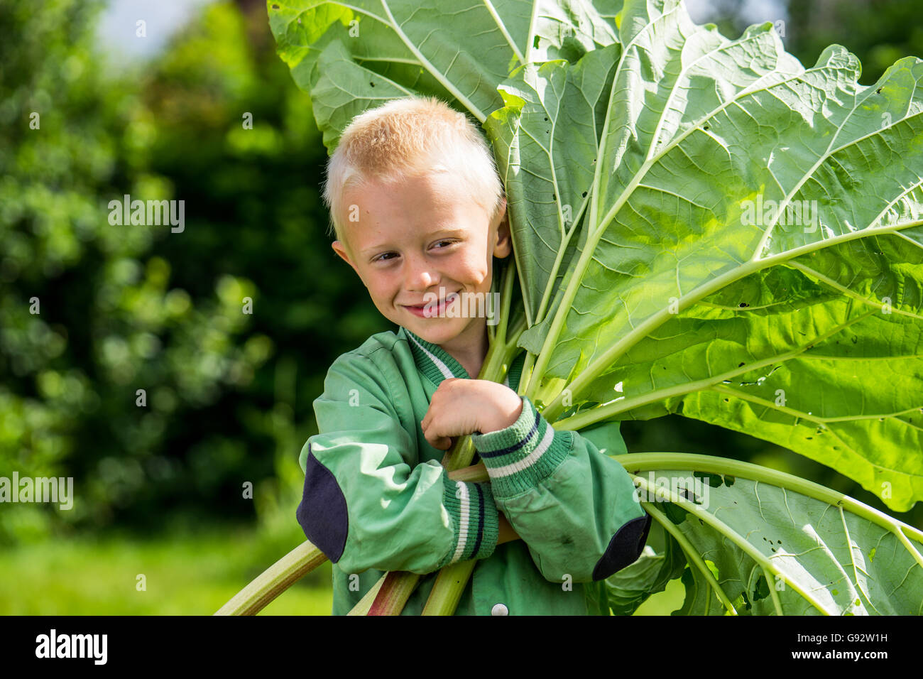 Ein kleiner Vorschule junge, der Ernte eines großen Haufen von Rhabarber im Garten an einem sonnigen Frühlingstag. Er trägt eine grüne Jacke Stockfoto