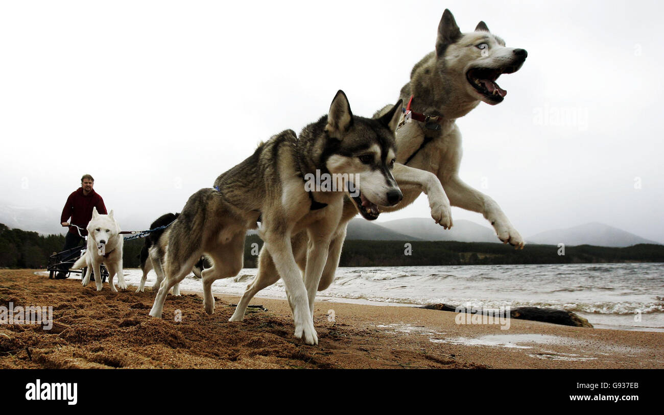 Adrian Nicholls mit seinen Huskies (das Huskateers-Team) am Ufer des Loch Morlich, Donnerstag, den 19. Januar 2005, vor der 23. Aviemore Sled Dog Rally am Loch Morlich bei Aviemore, die an diesem Wochenende stattfindet. DRÜCKEN SIE VERBANDSFOTO. Bildnachweis sollte lauten: Andrew Milligan/PA Stockfoto