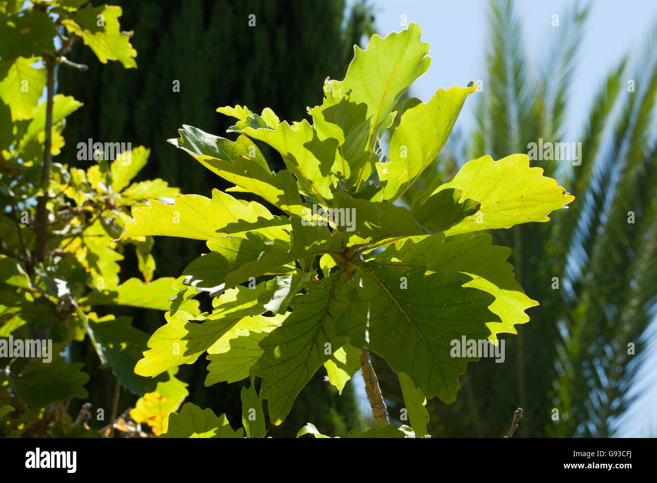 Quercus dentata Stockfoto
