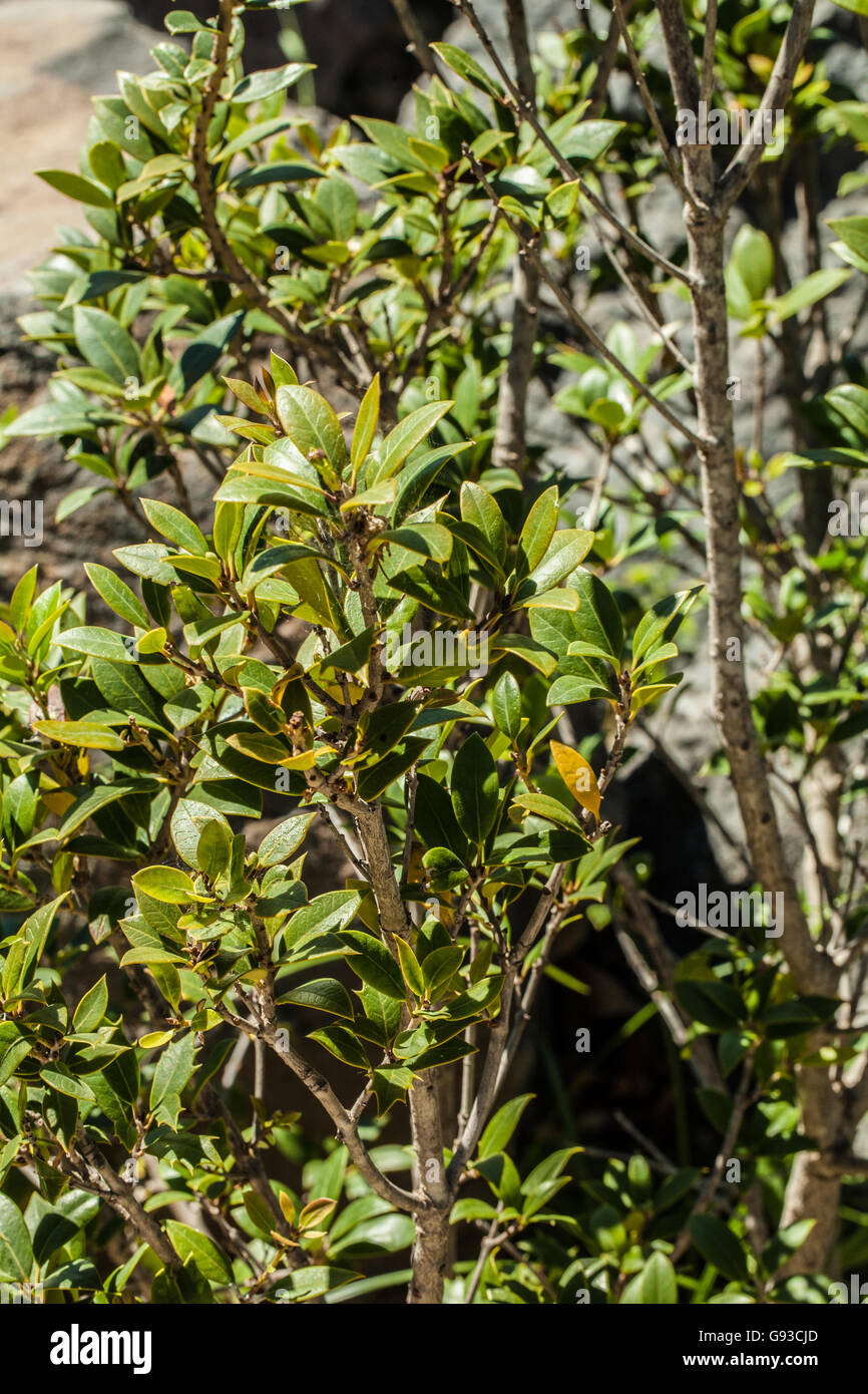 Osmanthus heterophyllus Stockfoto