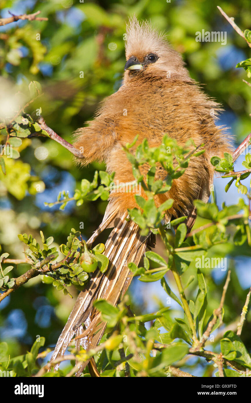 Gesprenkelte Mousebird (Colius Striatus) im Addo Elephant Park, Südafrika Stockfoto