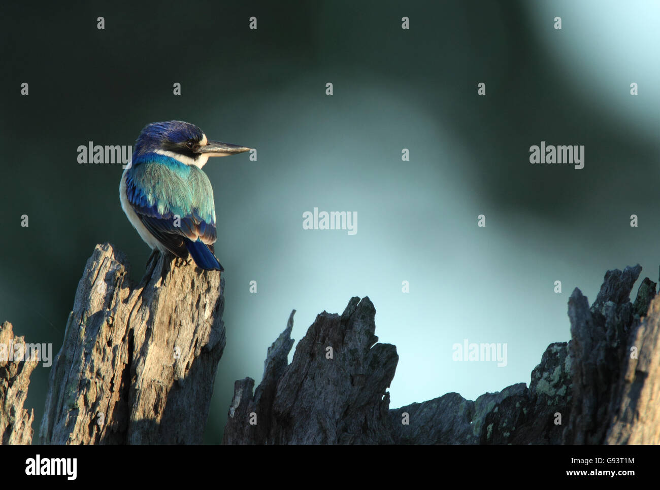 Ein Wald-Eisvogel, Todiramphus Macleayii, thront auf einem toten Baumstamm mit einem schwarzen Hintergrund und Textfreiraum. Stockfoto