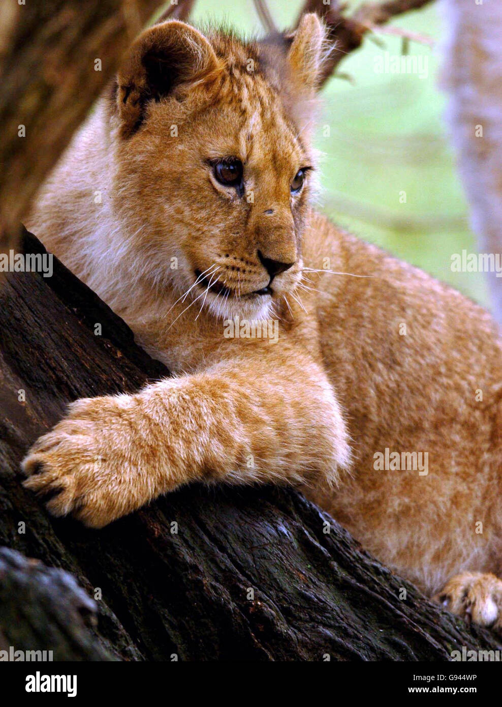 Tiere-Löwen Stockfoto