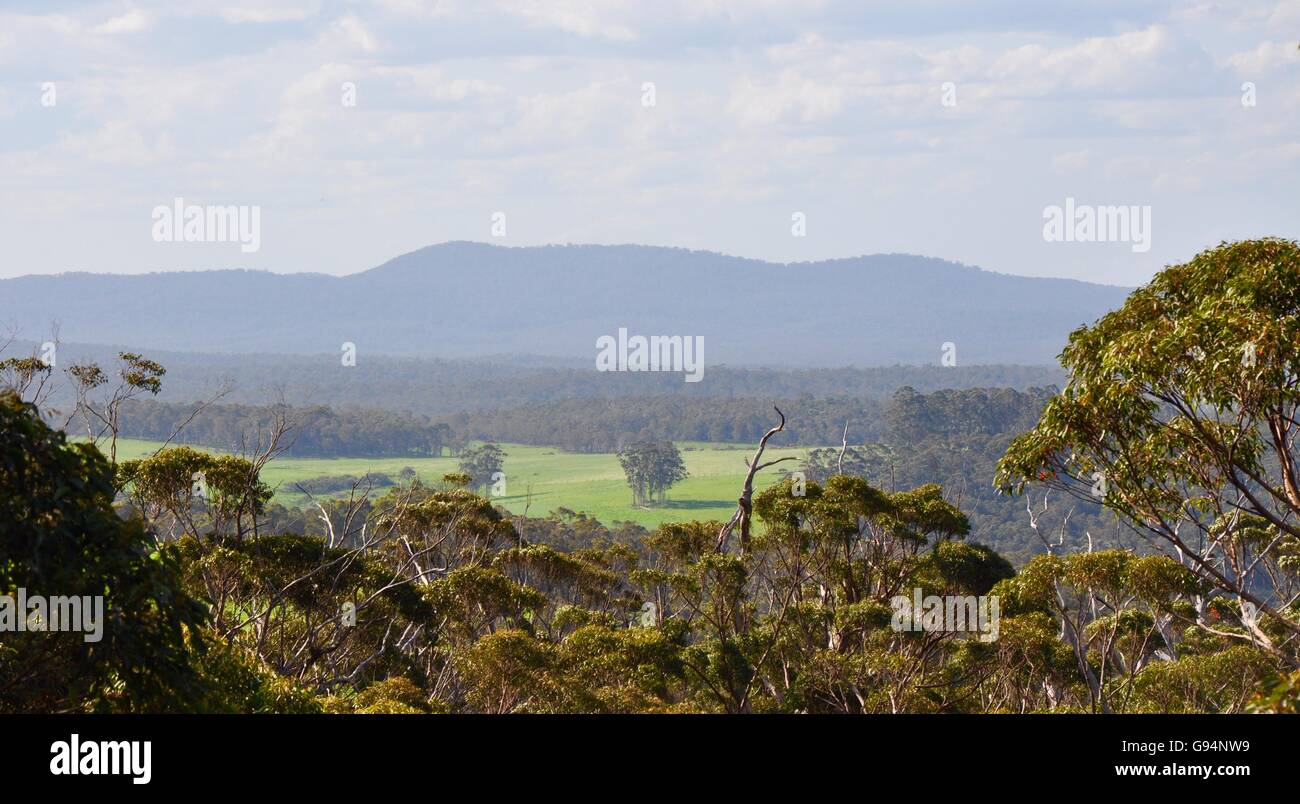 Blick von der Tree Top Walk im Tal der Giganten mit Blick auf den oberen Baumlandschaft in Dänemark, Western Australia. Stockfoto