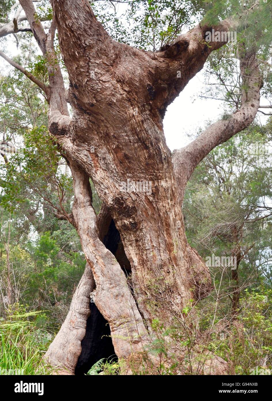 Riese verdreht und gestützt rote Prickeln Baum im Tal der Riesen Wildnis in Dänemark, Western Australia. Stockfoto