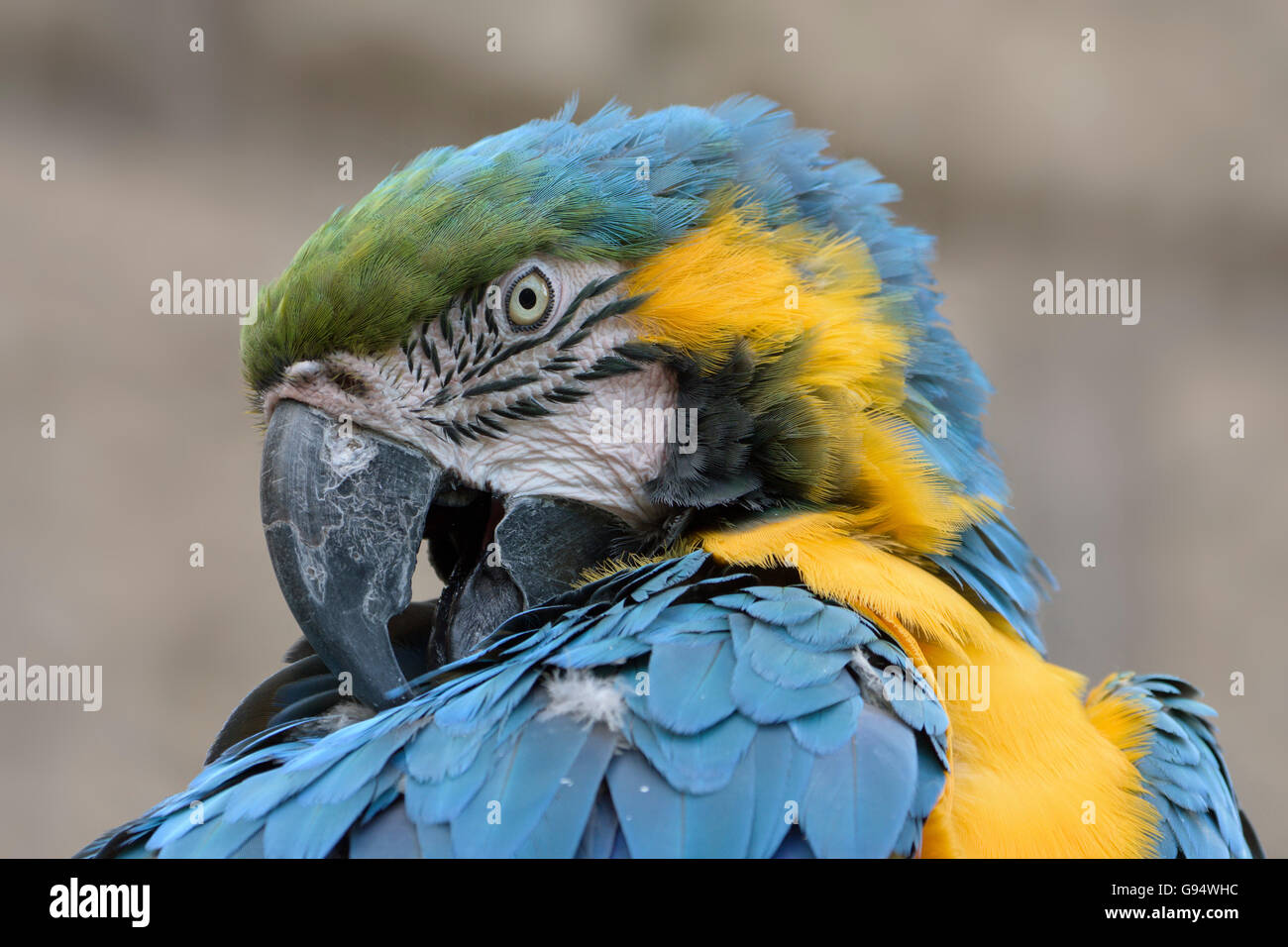 Blau-gelbe Ara (Ara Ararauna) Stockfoto