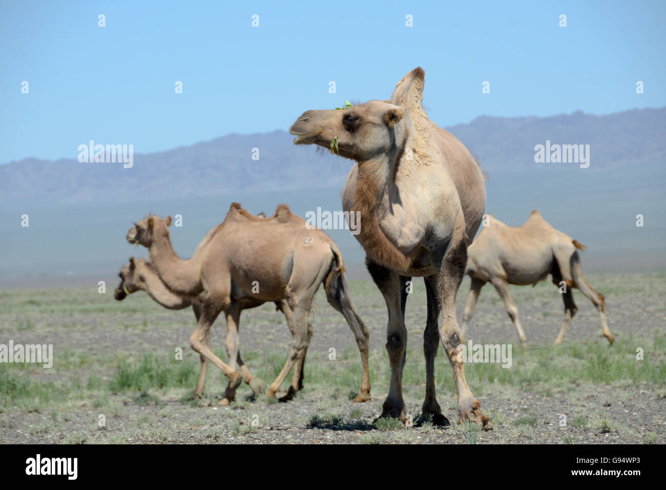 Baktrische Kamele, Oemnoe-Gobi, Mongolei, (Camelus Bactrianus) Stockfoto