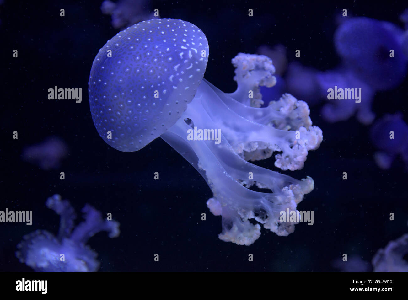 Schwimmende Glocke (Phyllorhiza Trommler) Stockfoto