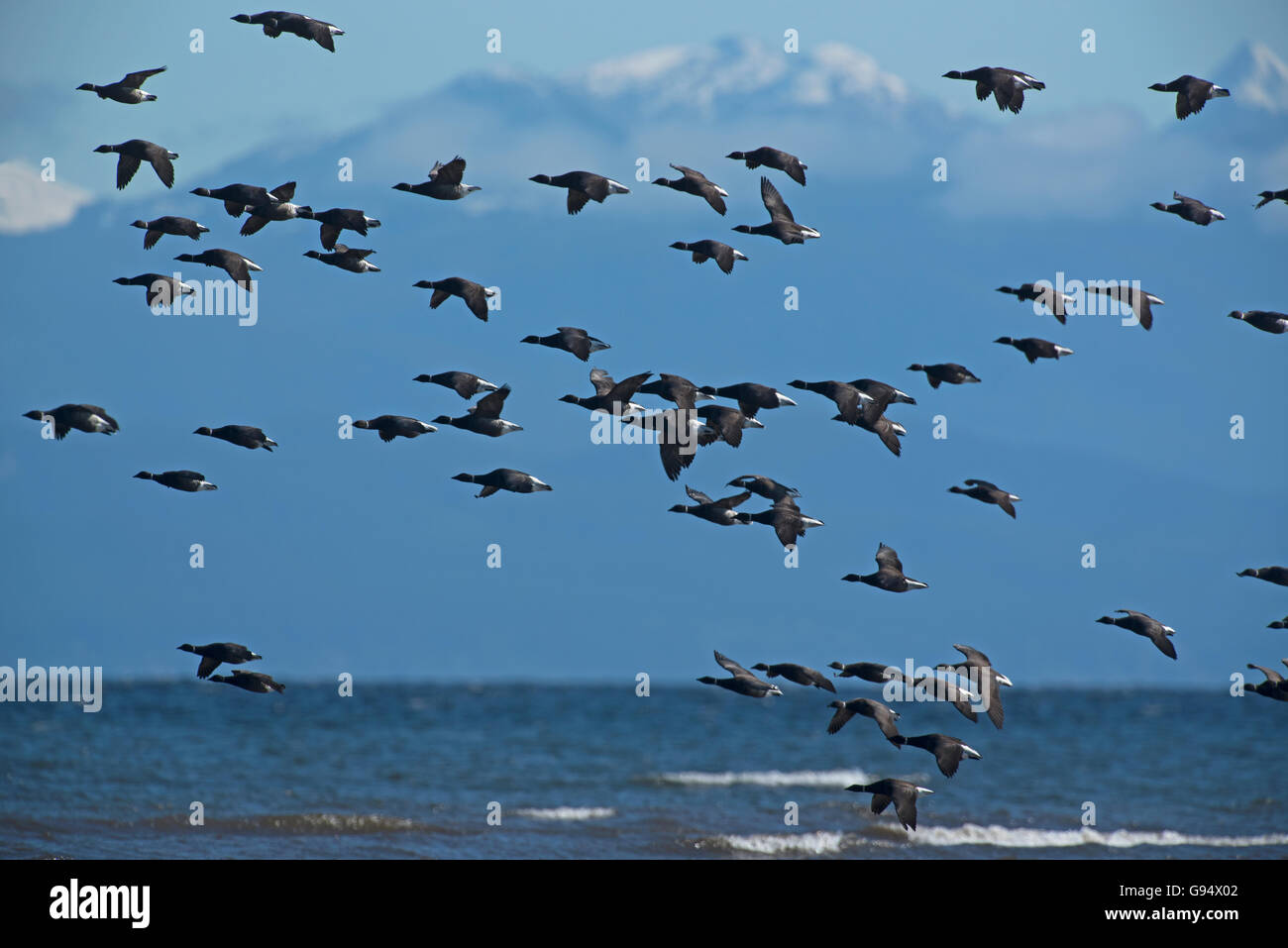 Brant Gänse kommen im Frühjahr auf Vancouver Island Westküste von Kanada.   SCO 10.523. Stockfoto