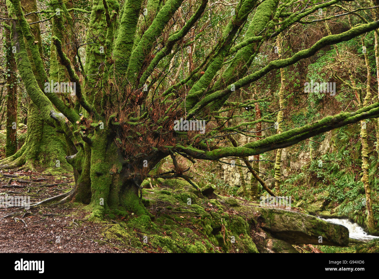 Moosbewachsenen Bäumen, Killarney Nationalpark, County Kerry, Irland Stockfoto