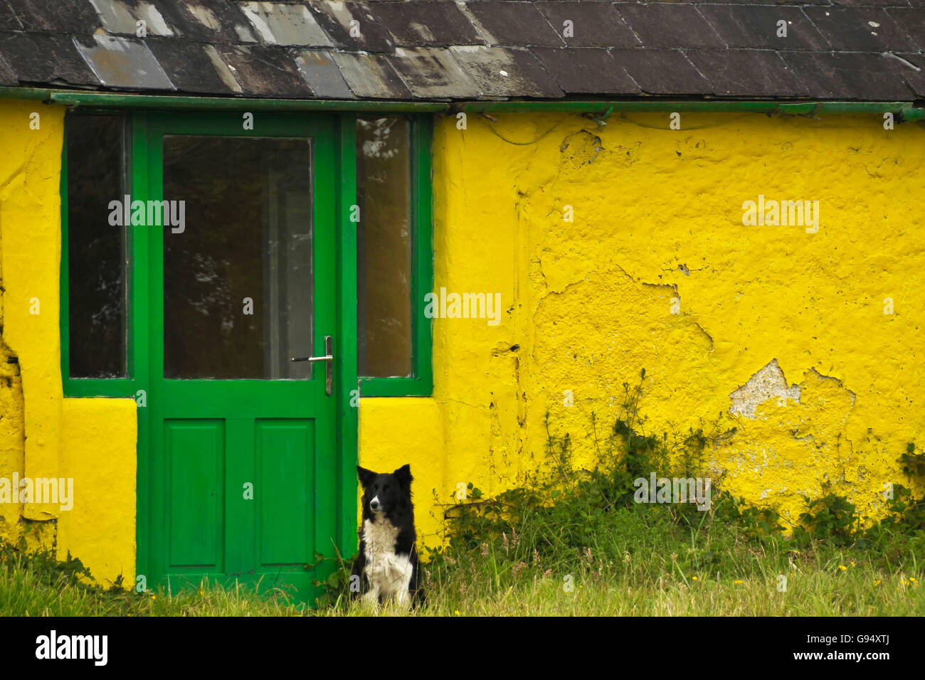 Border Collie, Irish Cottage, County Kerry, Irland Stockfoto