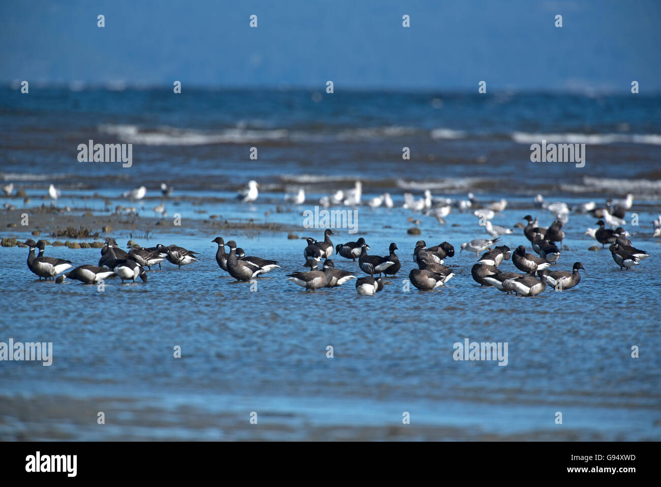 Brant Gänse kommen im Frühjahr auf Vancouver Island Westküste von Kanada.  SCO, 528. Stockfoto