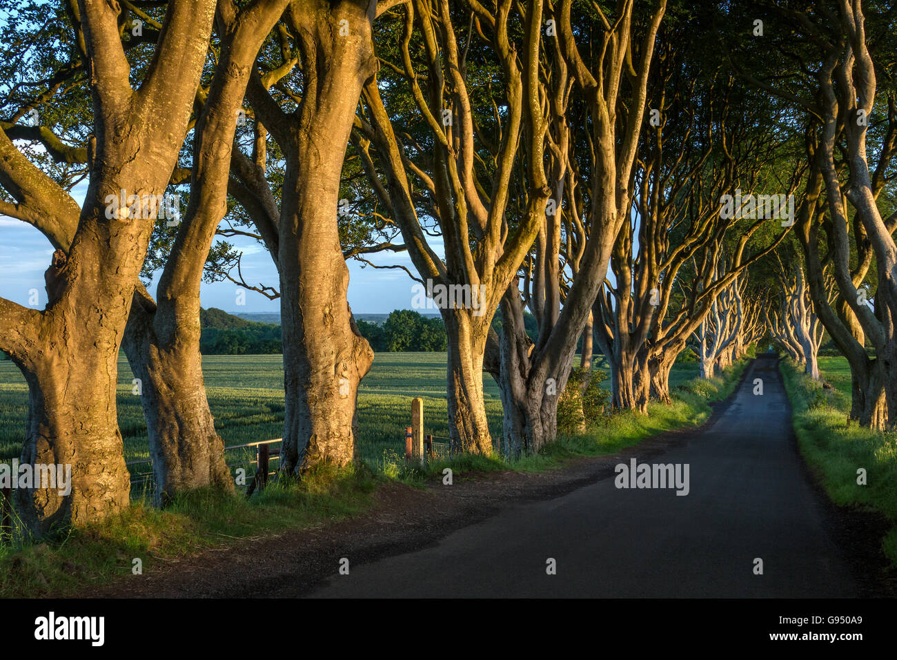 Die "dunklen Hecken" - eine Allee von alten Bäumen in der Grafschaft Antrim in Nordirland. Stockfoto
