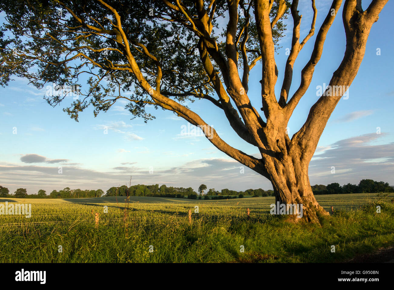 Am frühen Morgensonnenlicht auf die Bäume und Felder des ländlichen Irland - County Antrim in Nordirland. Stockfoto