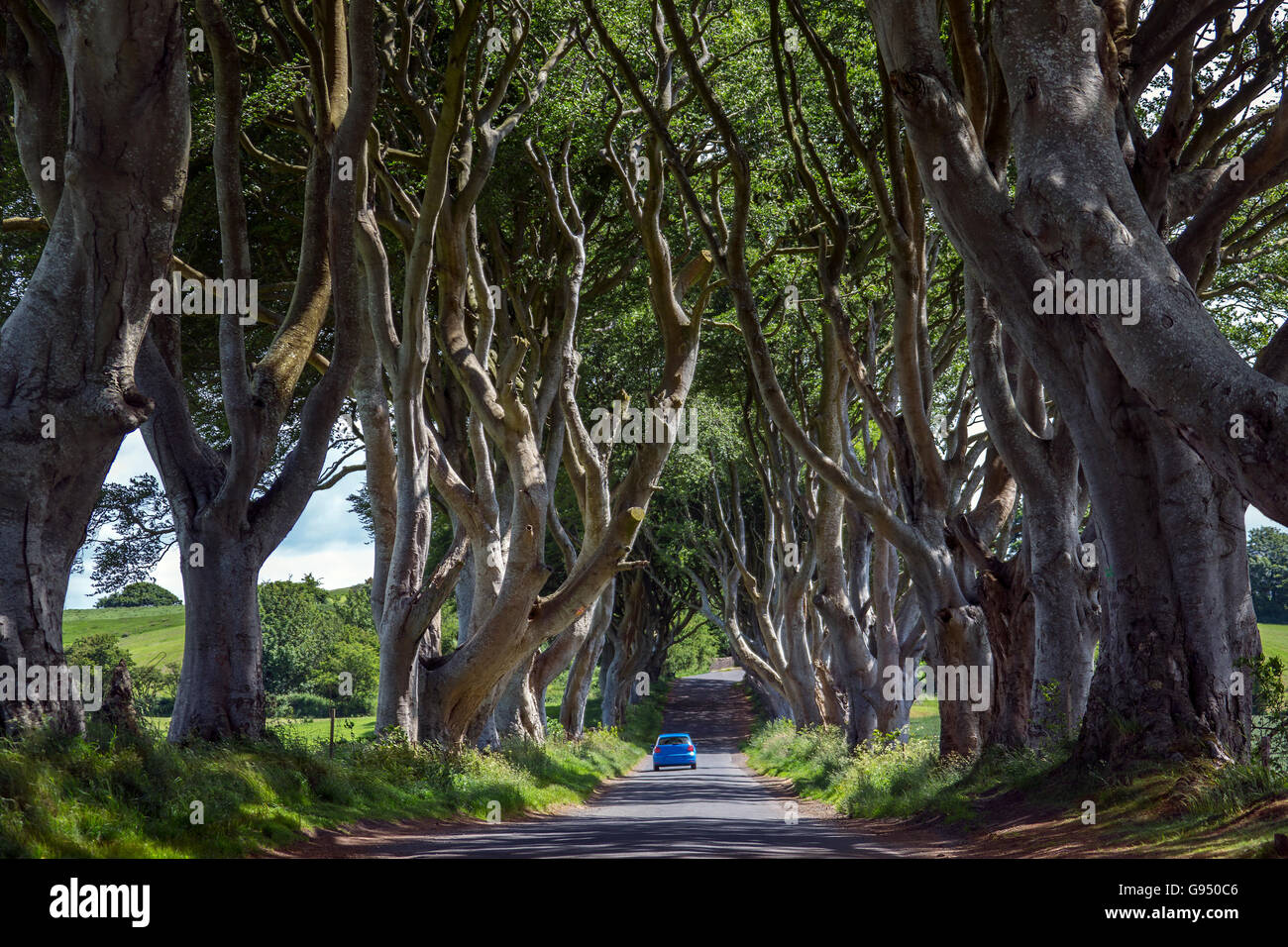 Die "dunklen Hecken" - eine Allee von alten Bäumen in der Grafschaft Antrim in Nordirland. Stockfoto