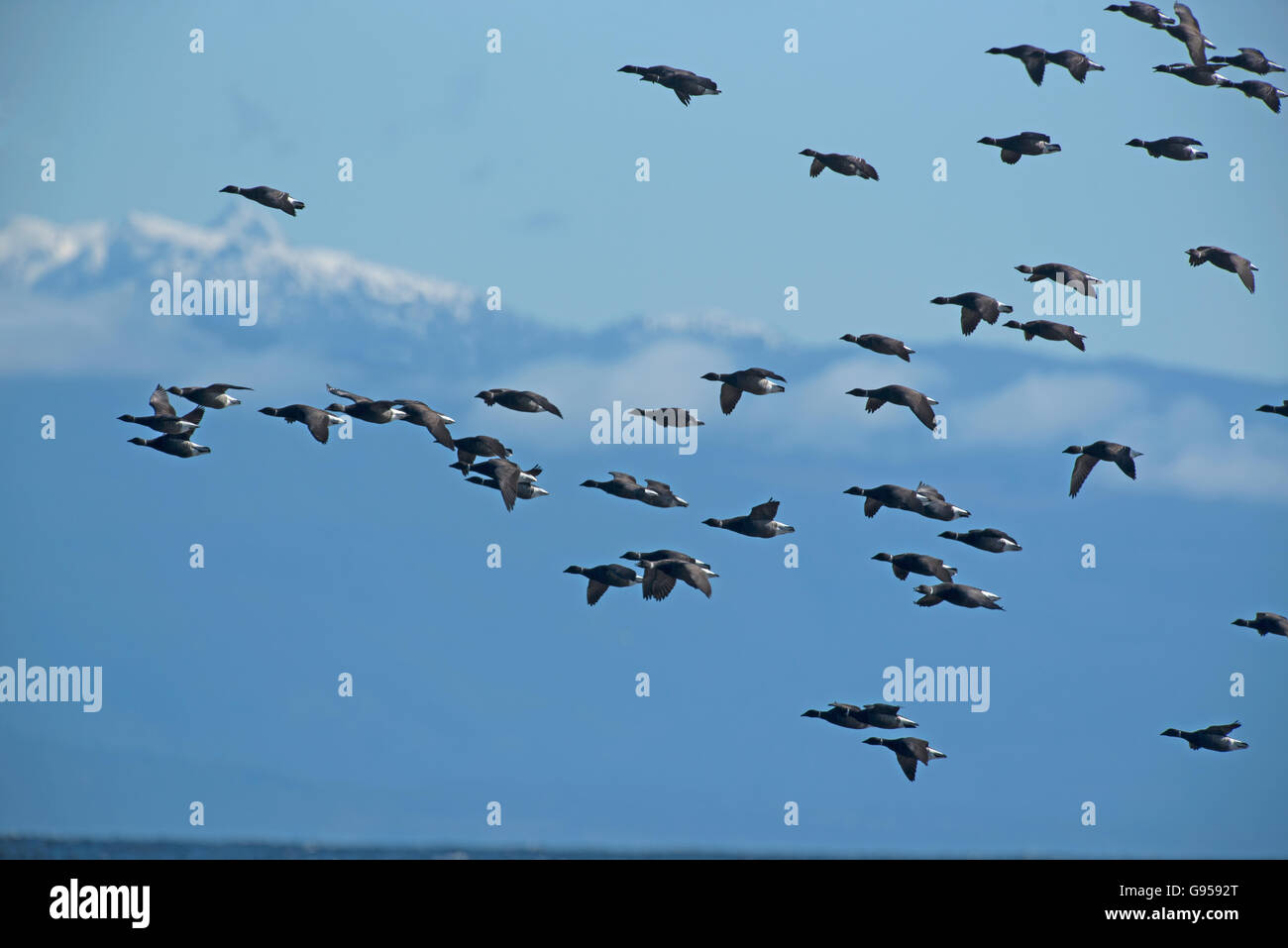 Brant Gänse kommen im Frühjahr auf Vancouver Island Westküste von Kanada. SCO 10.522. Stockfoto