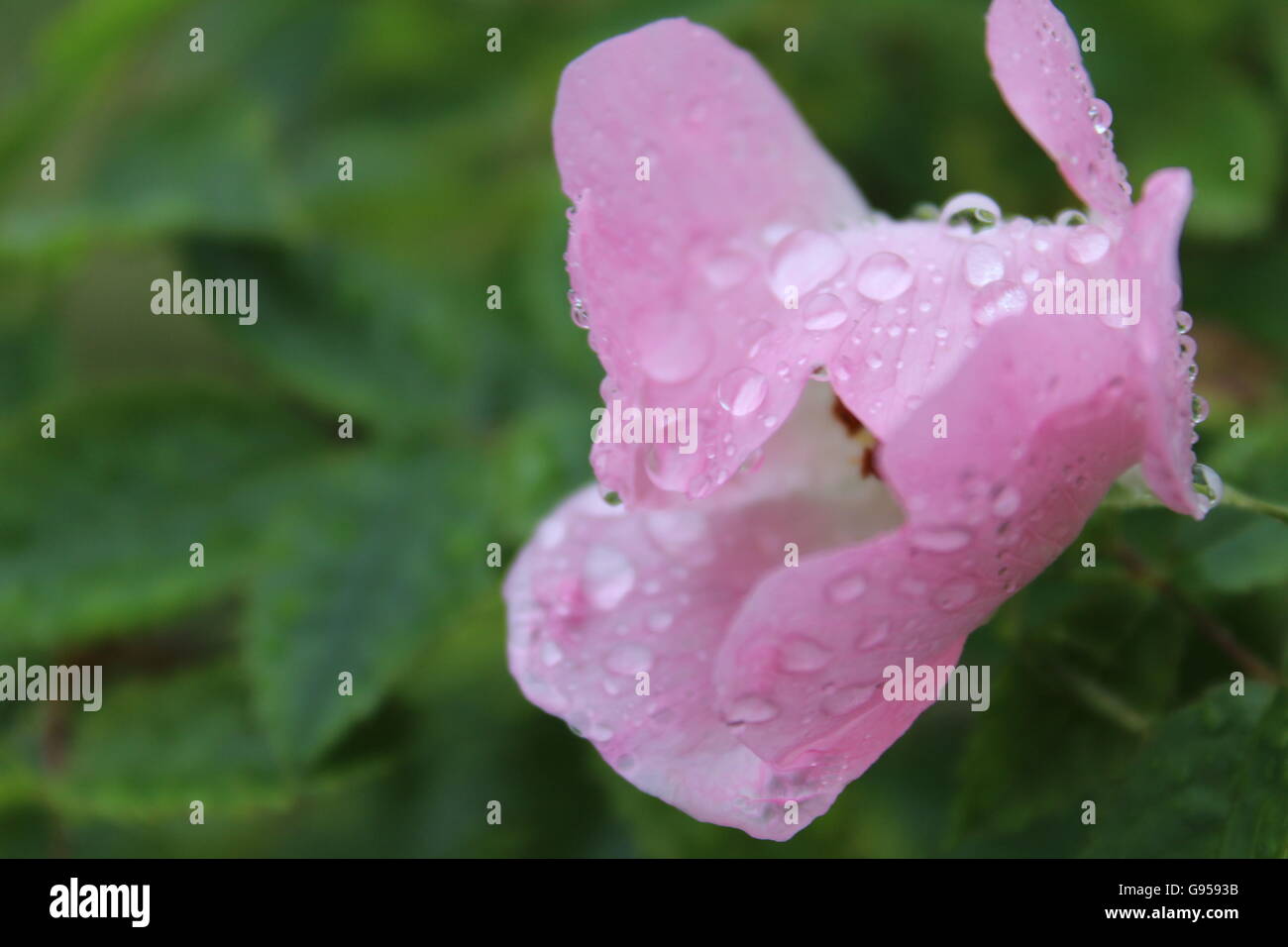 Eine einzige perfekte Rose in Regentropfen bedeckt. Stockfoto