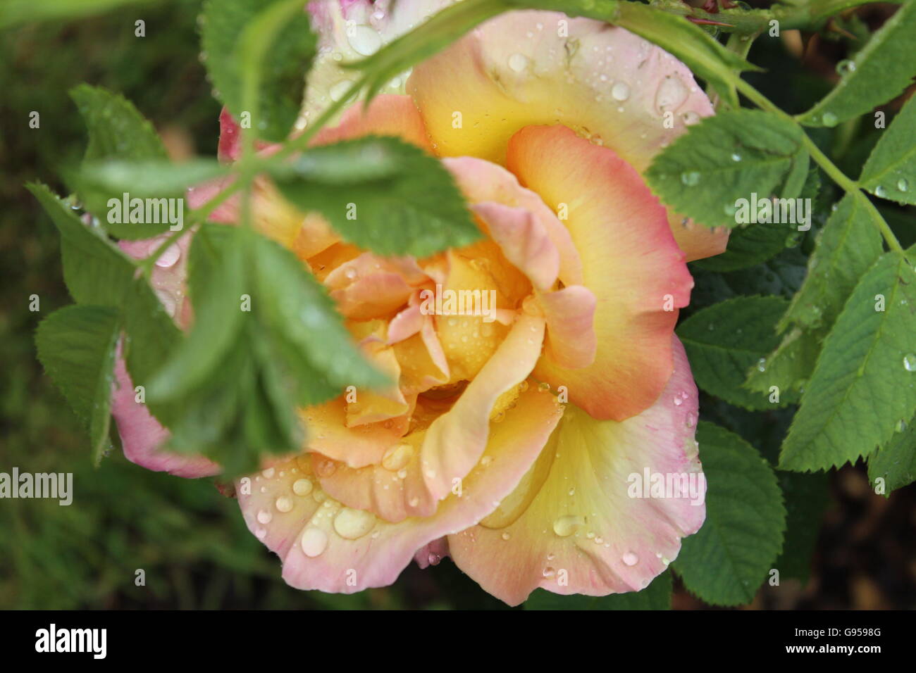 Eine einzige perfekte Rose in Regentropfen bedeckt. Stockfoto