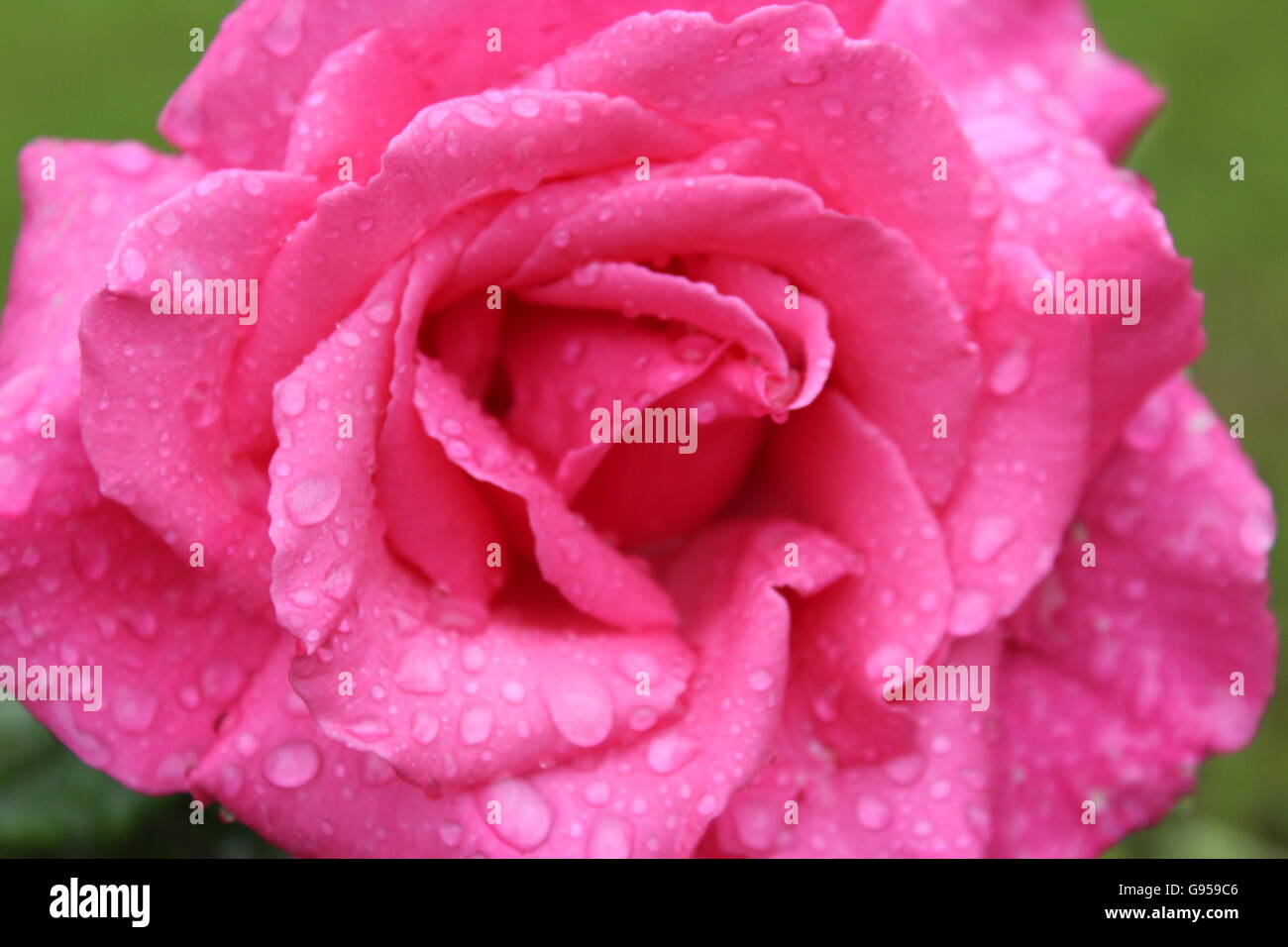 Eine einzige perfekte rosa Rose in Regentropfen bedeckt. Stockfoto