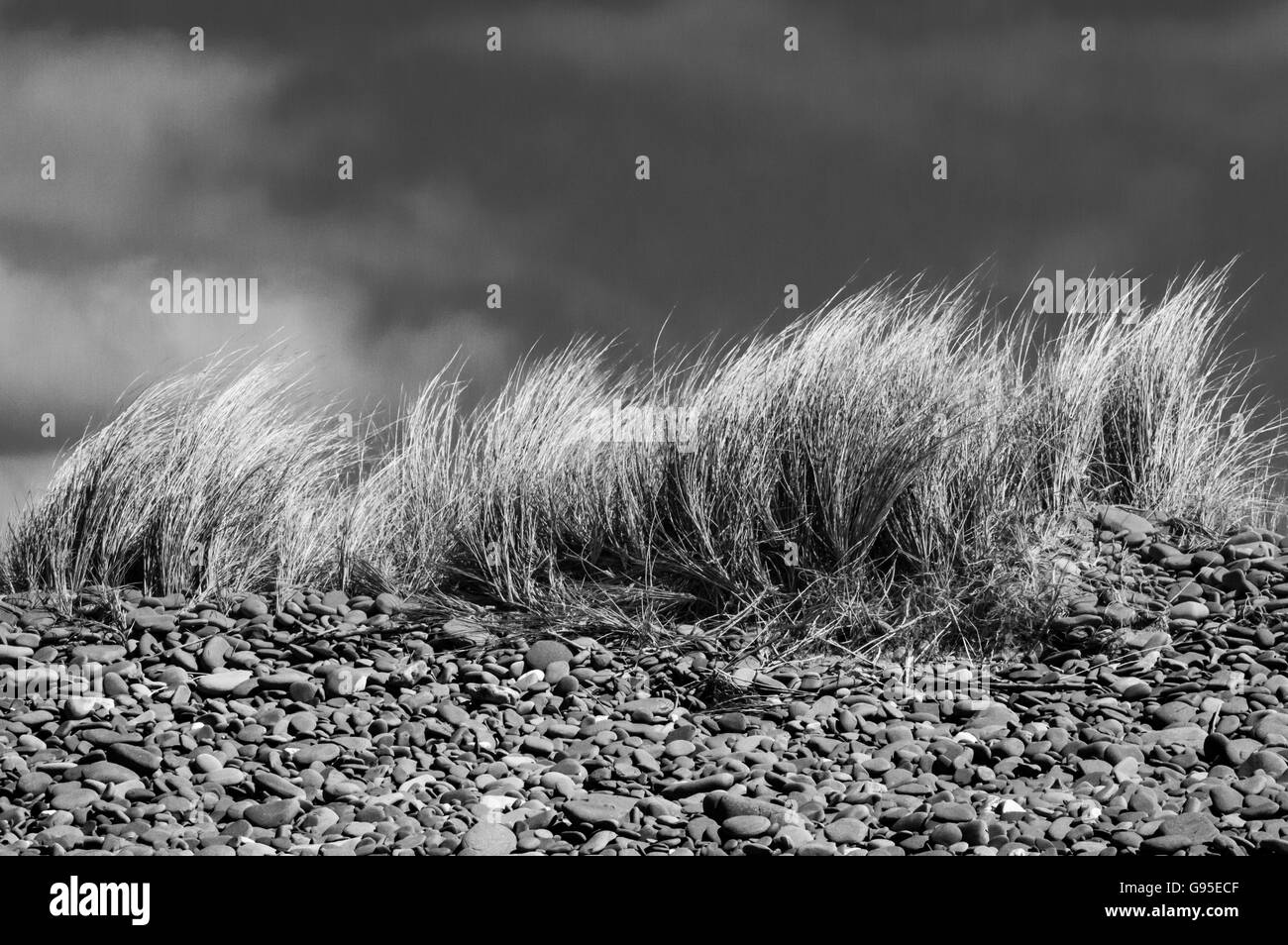 Dünengebieten Gräser am Ynyslas Strand Stockfoto