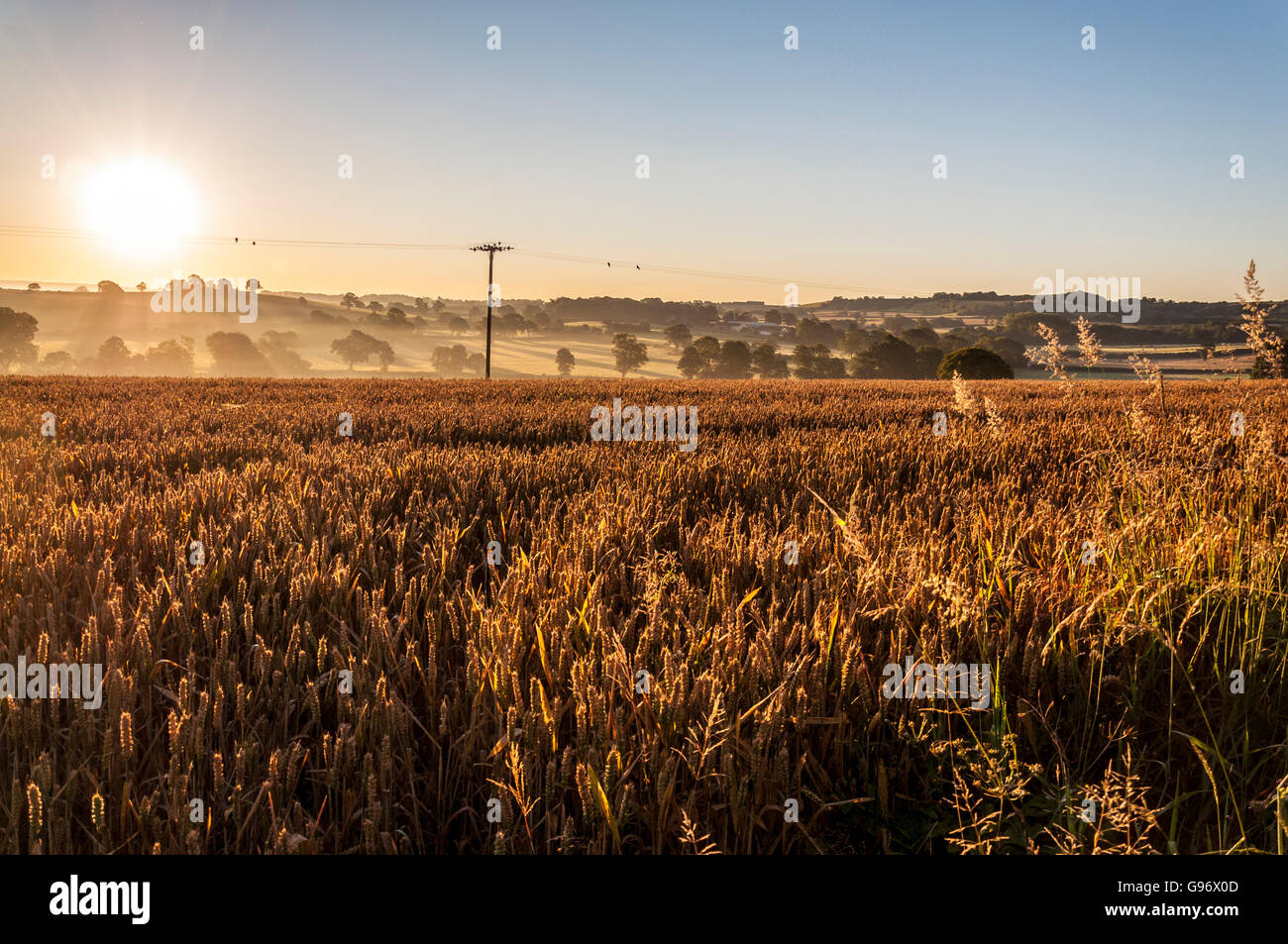 Weizen, die Reifung in einem Feld von Somerset in England, UK. Wenn die Sonne aufgeht. Stockfoto