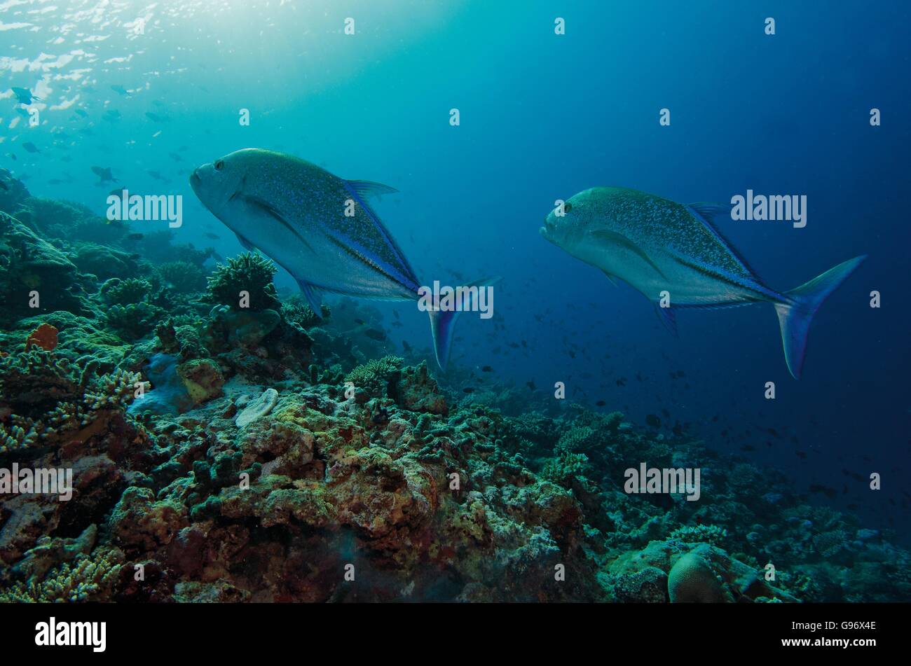 Zwei roten Trevally, Caranx Melampygus, Schwimmen über Korallenriffe auf den Malediven, Indischer Ozean Stockfoto