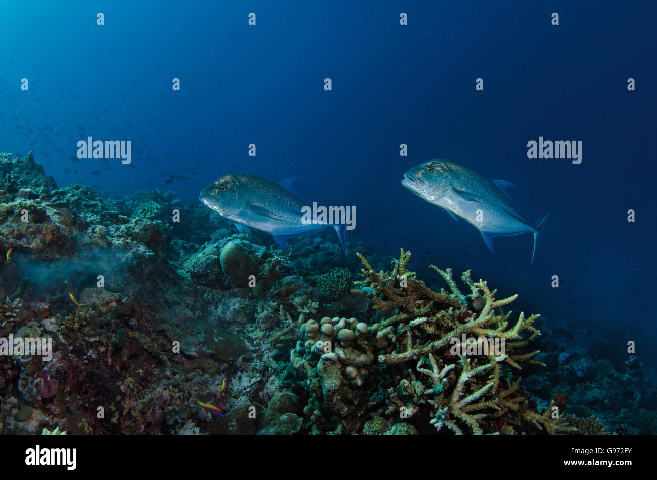 Ein paar von Bluefin Trevally, Caranx Melampygus, Schwimmen über Korallenriffe auf den Malediven, Indischer Ozean Stockfoto