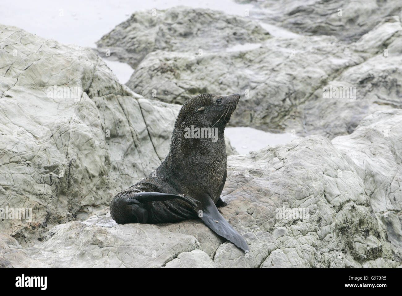 New Zealand Seebär Arctocephalus Forsteri Neuseeland Stockfoto