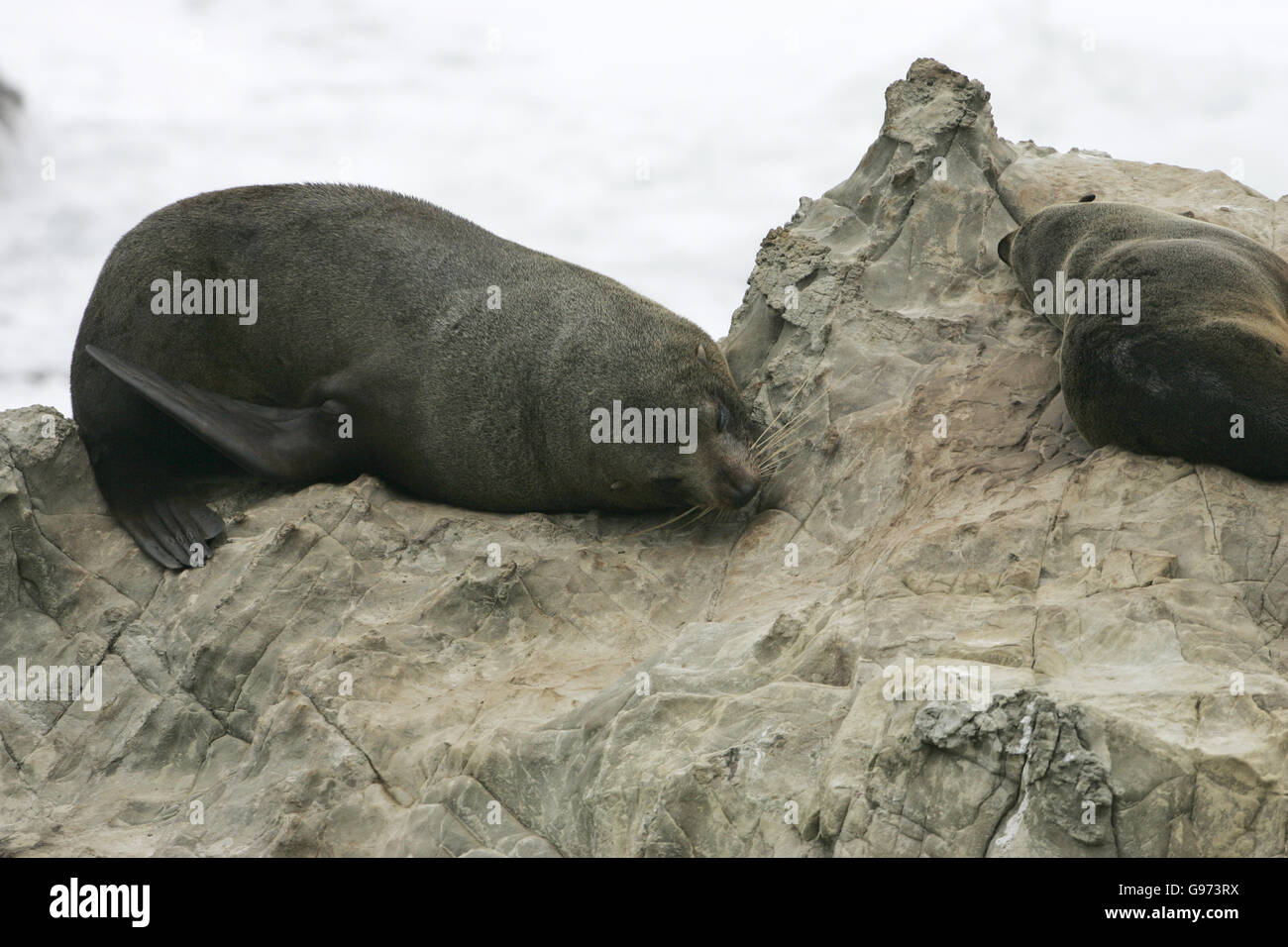 New Zealand Seebär Arctocephalus Forsteri Neuseeland Stockfoto