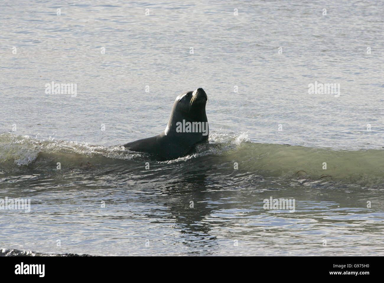 Südamerikanischen Seelöwen Otaria Flavescens Falkland-Inseln Stockfoto