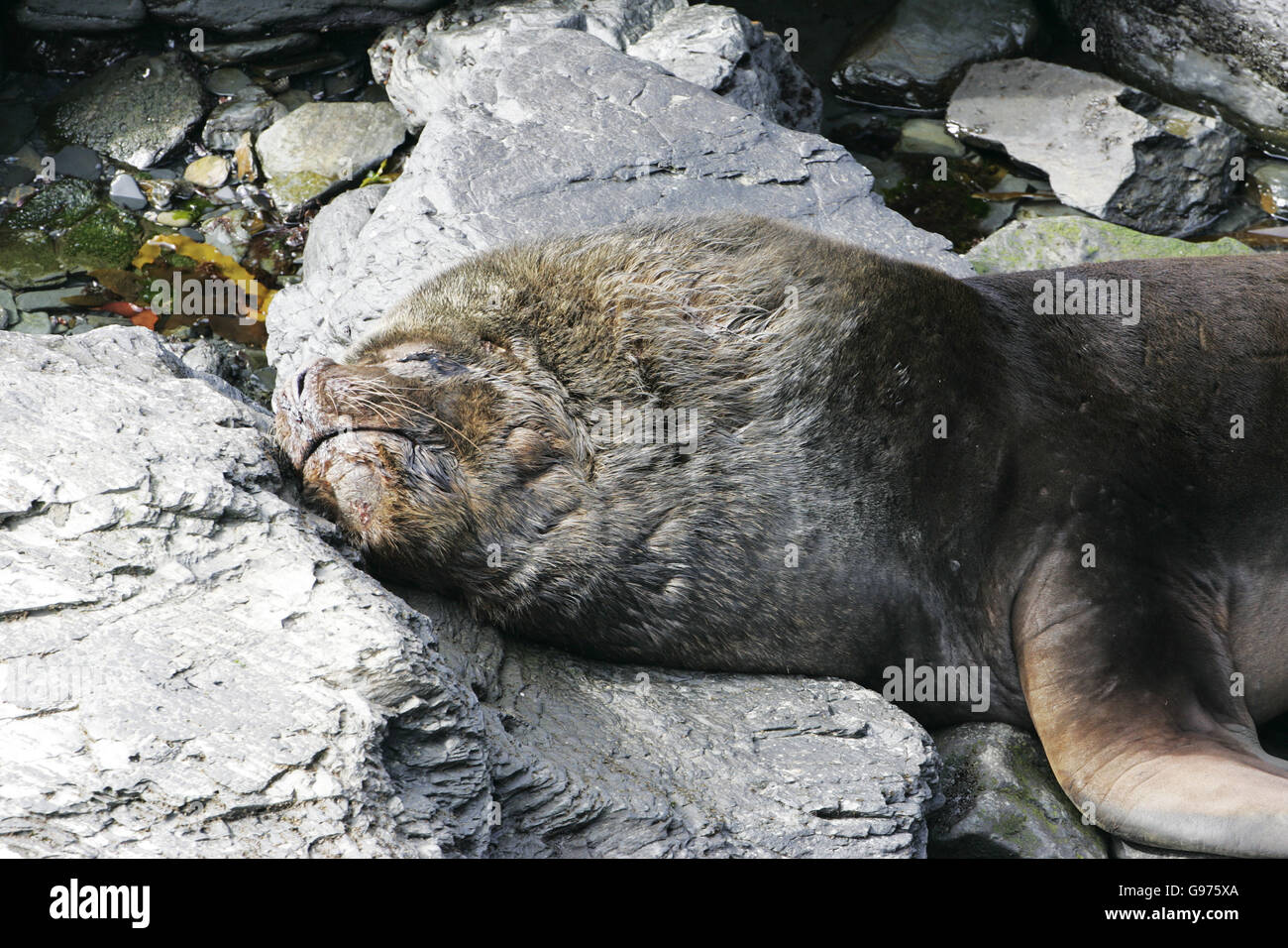 Südamerikanischen Seelöwen Otaria Flavescens männlichen Falkland-Inseln Stockfoto