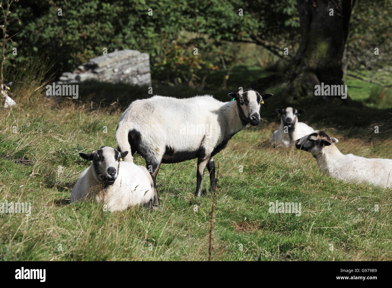 Dachs Gesicht Torddu Schafe Elan Valley Powys Wales UK September 2012 Stockfoto