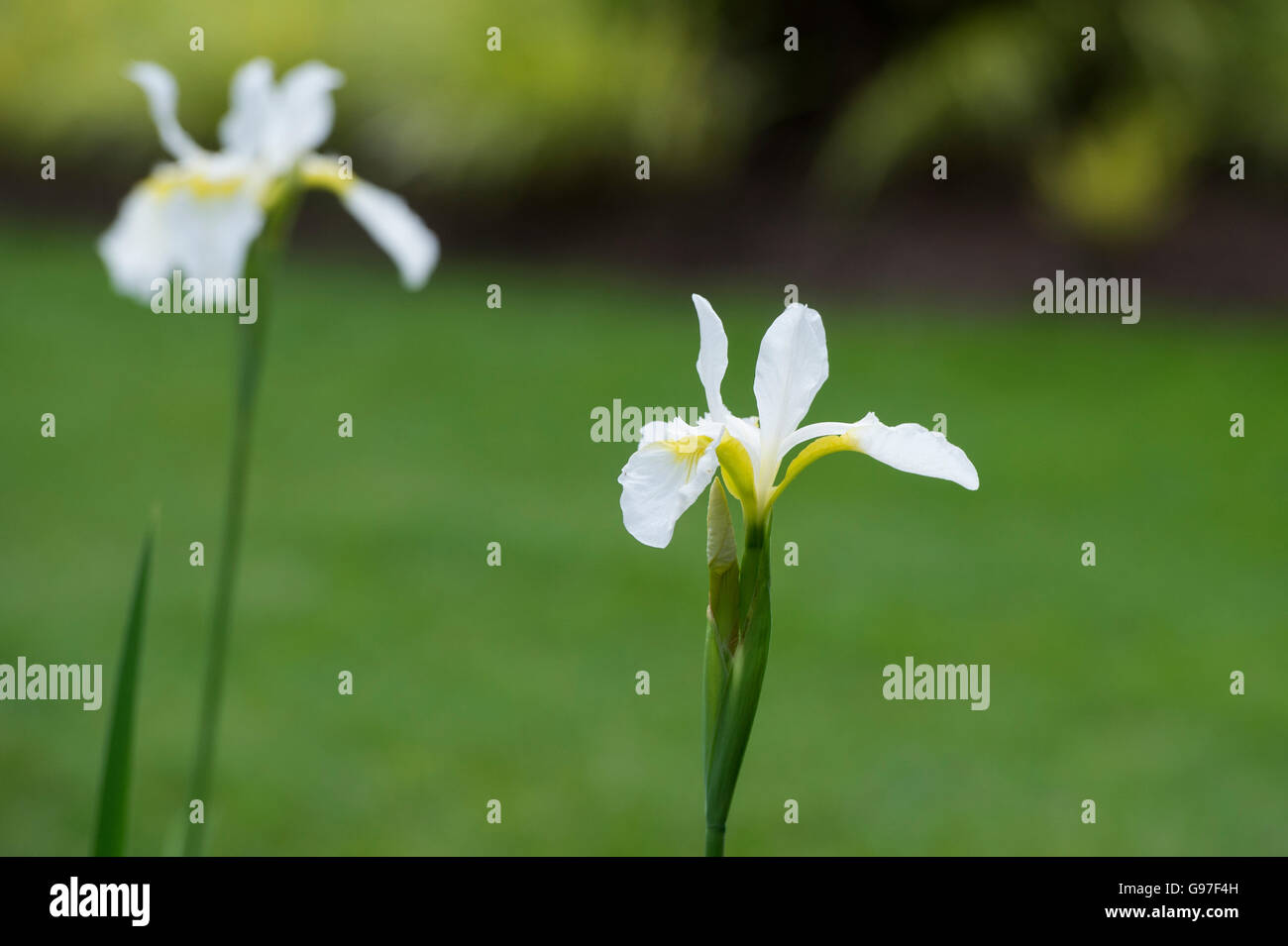 Sibirische Schwertlilie. Iris sanguineaund "Schneekönigin" Stockfoto