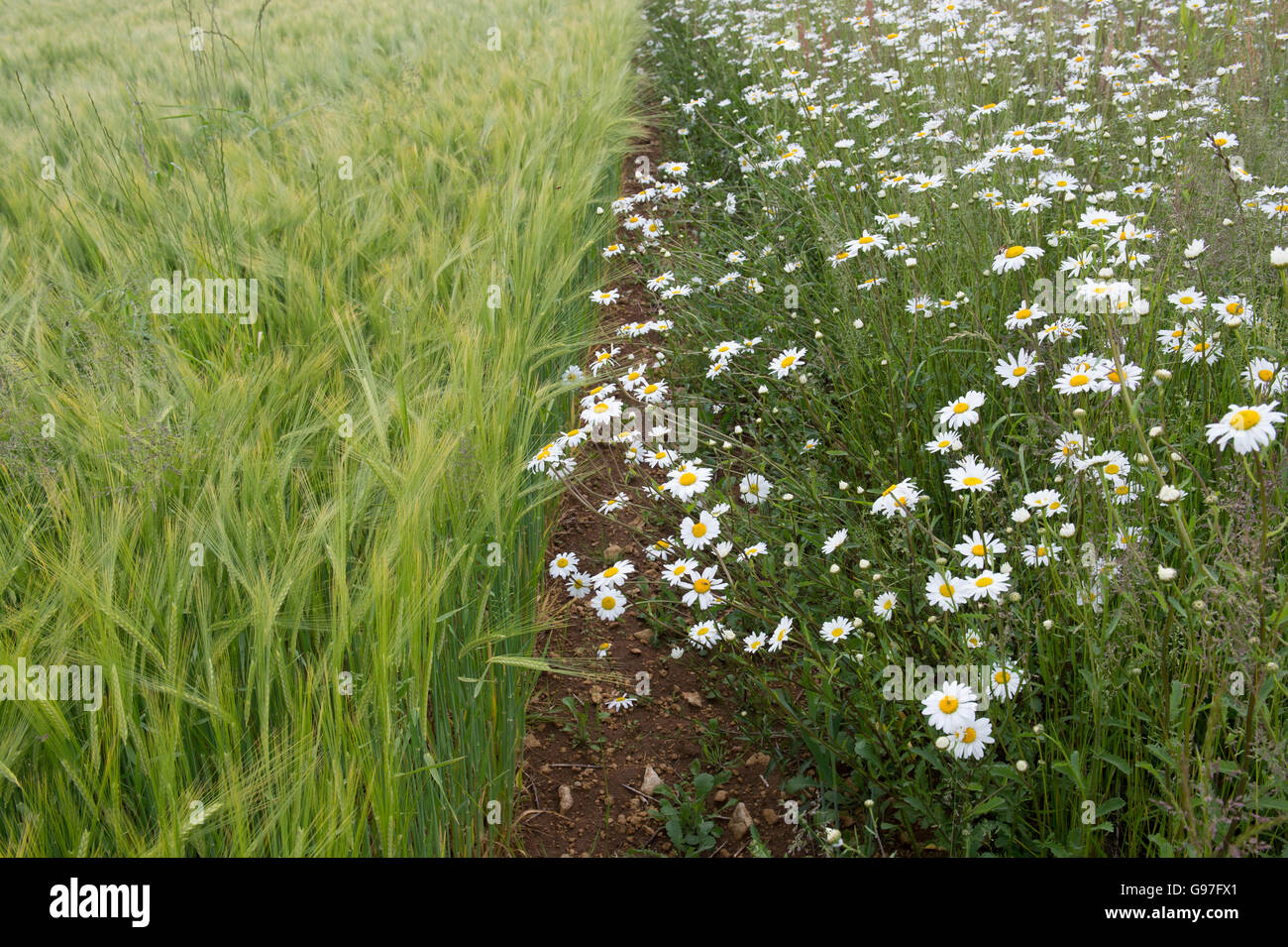 Blumen-Oxeye Gänseblümchen eine Ackerfläche Rand entlang der Kante des ein Gerstenfeld in den Cotswolds. England Stockfoto