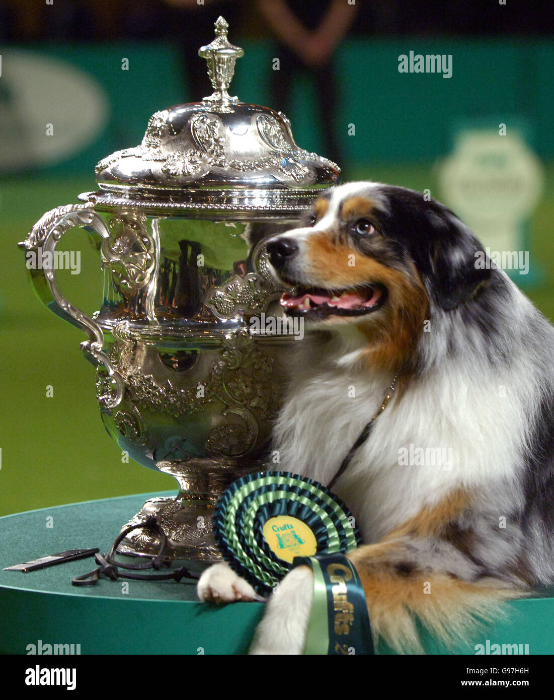 Australian Shepherd Caitland Isle Take A Chance ist als Best in Show auf der Crufts 2006 im NEC in Birmingham, Sonntag, 12. März 2006 ausgezeichnet. Siehe PA Story ANIMALS Crufts. DRÜCKEN Sie VERBANDSFOTO. Bildnachweis sollte lauten: Rui Vieira/PA. Stockfoto