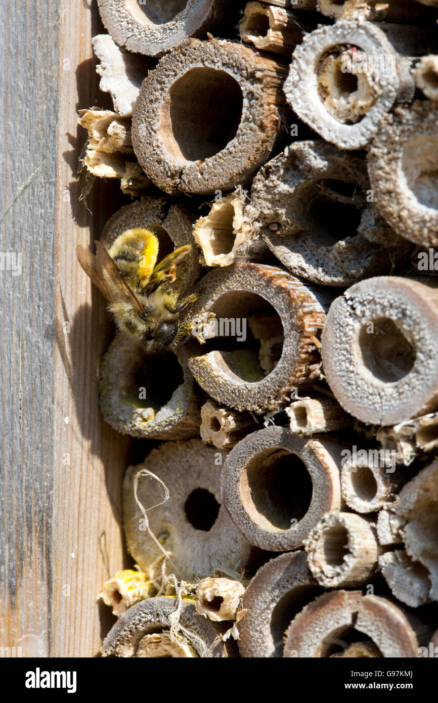 Einsame Biene besuchen Insektenhotel Cotswolds UK Stockfoto