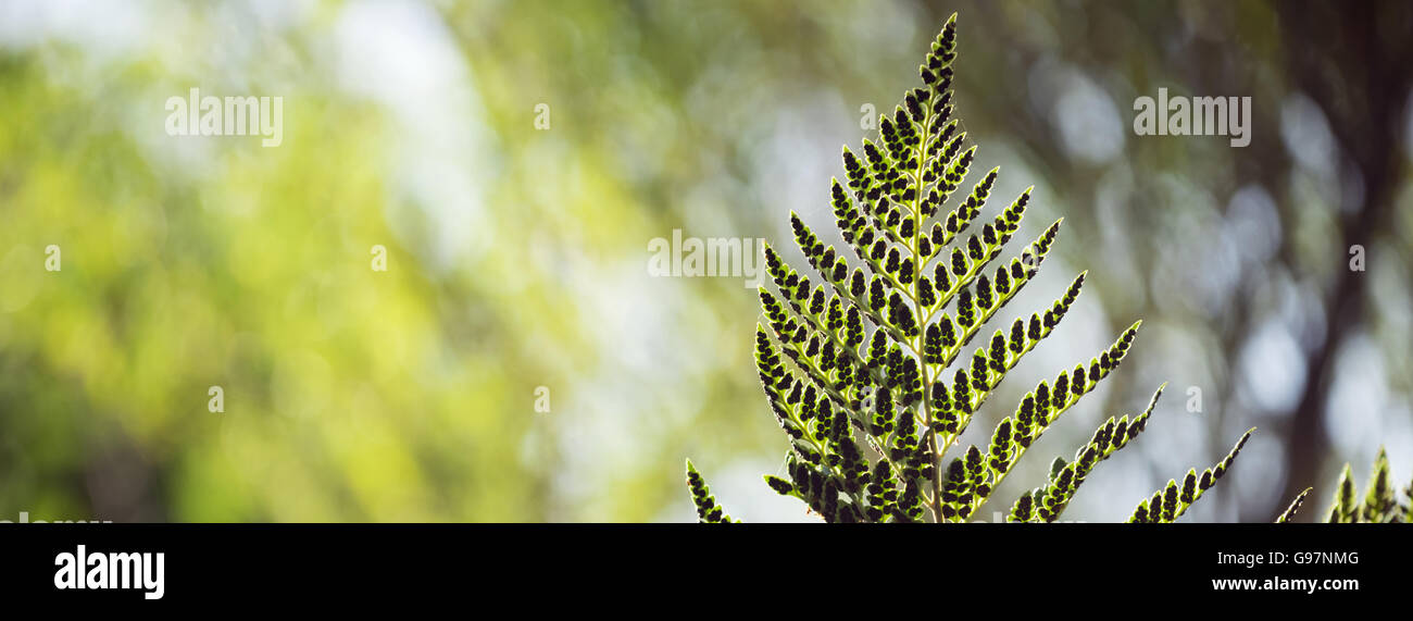 Natur-Umwelt-Szene mit Farn Blatt und Waldbäumen Unschärfe Hintergrund in leuchtenden grünen Farben. Social-Media-banner Format. Stockfoto