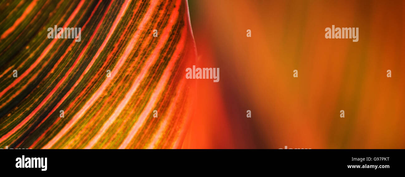Abstrakte Natur hautnah Schuss von bunten Pflanzenblattes mit Unschärfe-Effekt im social-Media-Banner-Format. Stockfoto