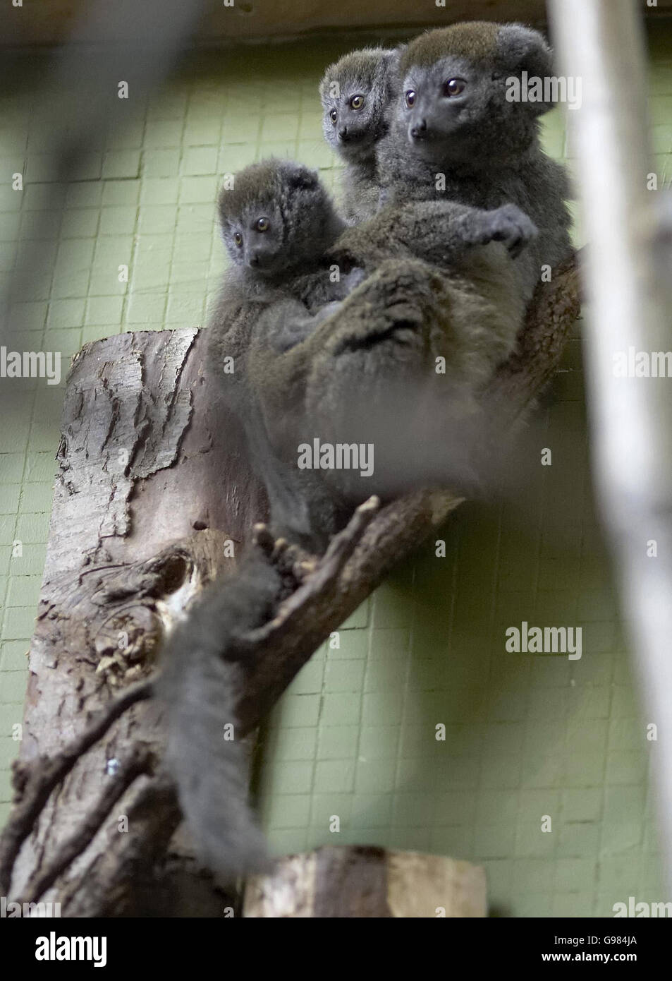 Der Londoner Zoo feiert den Mothers Day nach der Geburt ihrer ersten Alaotran-Zwillinge mit sanften Lemuren. Diese Lemurenart ist in freier Wildbahn stark gefährdet, weil ihr madagassischer Lebensraum zunehmend abgebrannt wird, um Weltraumreisanbau zu ermöglichen. Diese Babys werden im Alter von etwa zwei Jahren an eine andere Brutstätte im Vereinigten Königreich verlegt, um die Erhaltungsarbeiten zur Rettung dieser wichtigen Art fortzusetzen. DRÜCKEN SIE VERBANDSFOTO. Der Bildnachweis sollte lauten: Edmond Terakopian/PA. HINWEIS FÜR DIE BILDREDAKTION: Foto aufgenommen am Donnerstag, 23. Stockfoto