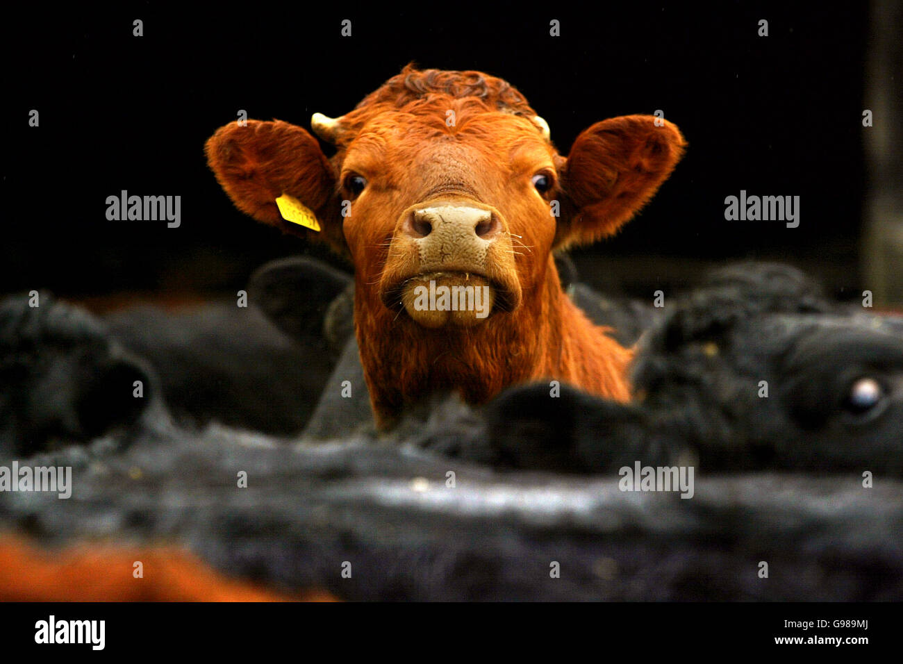 Kühe auf einem Bauernhof in den Scottish Borders, Blick aus der Feder, Mittwoch, 8. März 2006. Die europäischen Veterinärexperten haben heute einstimmig die Beendigung des weltweiten Exportverbots für britisches Rindfleisch angenommen, das vor 10 Jahren wegen des BSE-Rinderwahns verhängt wurde. Die Europäische Kommission wird nun voraussichtlich die Aufhebung des Embargos für die Ausfuhr von Lebendvieh, Rindfleisch und Rindfleischerzeugnissen durch das Vereinigte Königreich in etwa sechs Wochen unterstützen. Siehe PA Story EU Beef. DRÜCKEN Sie VERBANDSFOTO. Bildnachweis sollte lauten: David Cheskin/PA Stockfoto