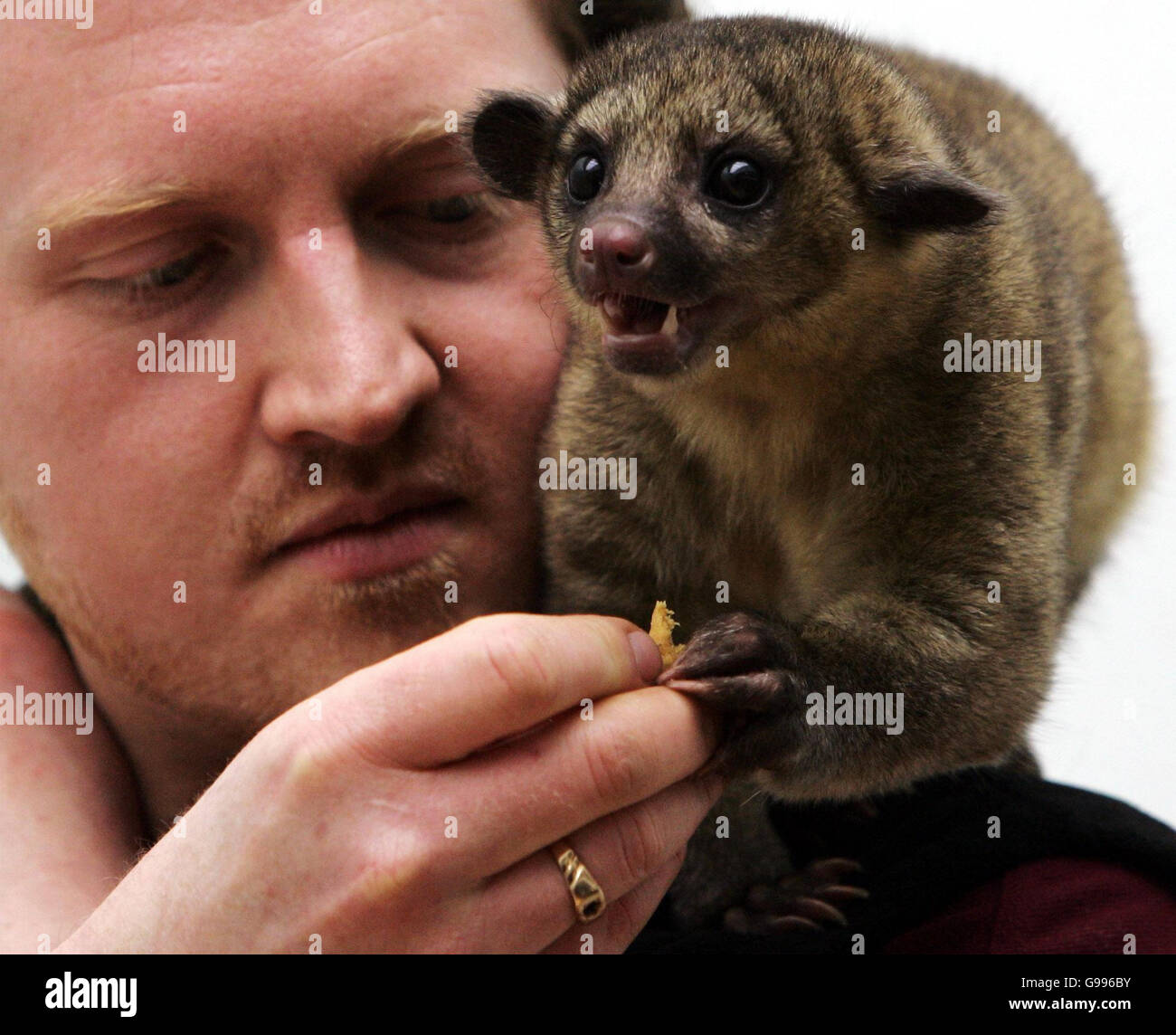 Shamon the kinkajou, auch bekannt als "Honigbär" (wegen seiner Farbe und Liebe zur klebrigen Substanz) mit Edinburgh Zoo Tierpfleger Barry Clifford während einer Fotozelle im Zoo Mittwoch, 5. April 2006. Der Kinkajou ist ein nachtaktives Tier, das im oberen Baldachin der tropischen Wälder des südlichen Mexikos und Brasiliens lebt. Es ist ein Mitglied der Waschbären-Familie und hat einen langen prähensilen Schwanz, um hin und her zu schwingen. Das interessanteste Merkmal des kinkajou ist jedoch seine lange Zunge, die bis zu unglaublichen 6 Zoll wachsen kann und verwendet wird, um Nektar aus Blumen zu extrahieren. Stockfoto