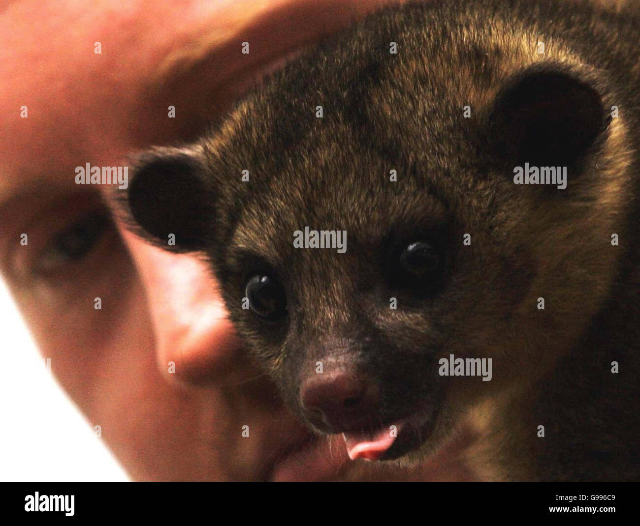 Shamon the kinkajou, auch bekannt als "Honigbär" (wegen seiner Farbe und Liebe zur klebrigen Substanz) mit Edinburgh Zoo Tierpfleger Barry Clifford während einer Fotozelle im Zoo Mittwoch, 5. April 2006. Der Kinkajou ist ein nachtaktives Tier, das im oberen Baldachin der tropischen Wälder des südlichen Mexikos und Brasiliens lebt. Es ist ein Mitglied der Waschbären-Familie und hat einen langen prähensilen Schwanz, um hin und her zu schwingen. Das interessanteste Merkmal des kinkajou ist jedoch seine lange Zunge, die bis zu unglaublichen 6 Zoll wachsen kann und verwendet wird, um Nektar aus Blumen zu extrahieren. Stockfoto