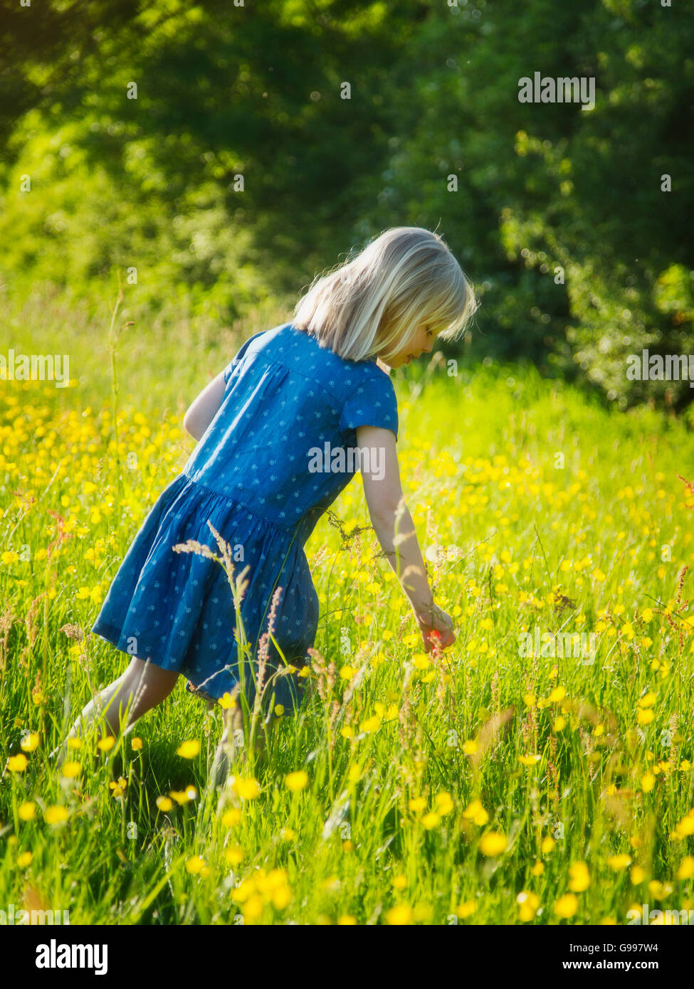 Ein junges Mädchen in einem Feld von Butterblumen Stockfoto