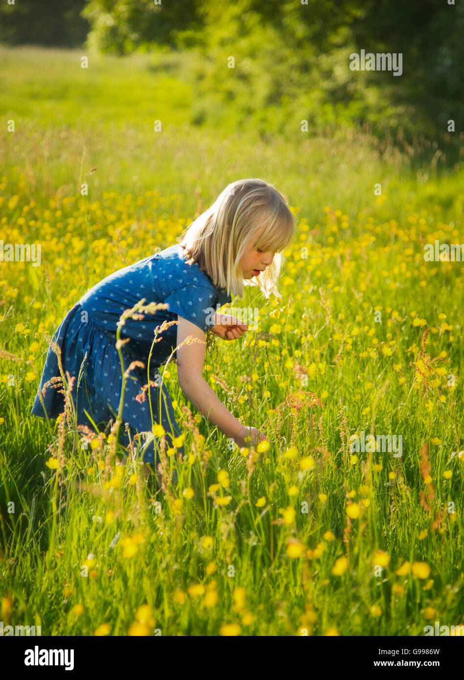 Ein junges Mädchen in einem Feld von Butterblumen Stockfoto