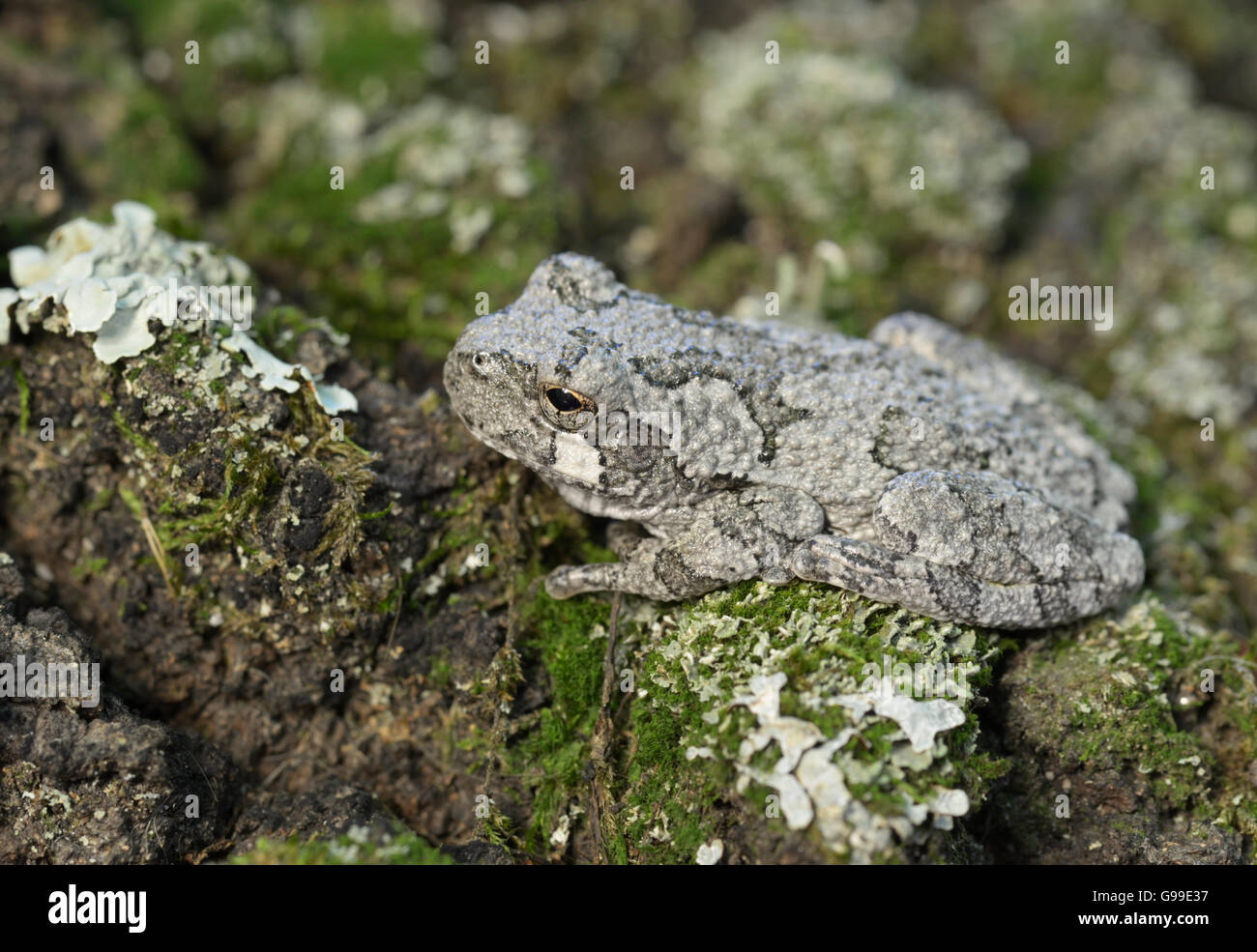 Nördlichen grau Baumfrosch Hyla versicolor, nordöstliche Vereinigte Staaten Stockfoto