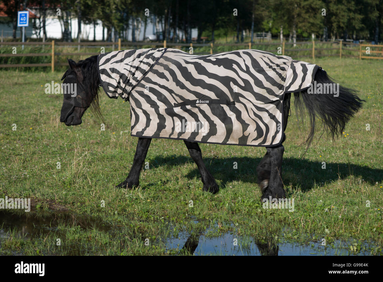 Pferd sieht aus wie ein zebra Stockfoto