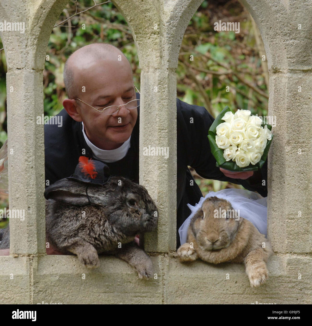 'Vater' Andrew Hill mit Riesenkaninchen Roberto (L) und Amy in Wookey Hole, Somerset, Dienstag, 4. April 2006. TierquälerInnen kritisierten heute einen Stunt, in dem die beiden Riesenkaninchen in einer imitierten Hochzeitszeremonie verheiratet wurden. Die kontinentalen Riesenkaninchen wurden für die Veranstaltung in den Wookey Hole Caves in der Nähe von Wells in Somerset in Hochzeitskostümen gekleidet. Der Stunt wurde als die erste Kaninchenhochzeit Großbritanniens berechnet. Die Kaninchen sind beide mehr als 1,2 m lang und jedes wiegt knapp drei Steine. Roberto, drei Jahre alt, ist 1,80 m lang und gilt als das größte Kaninchen der Welt. Stockfoto