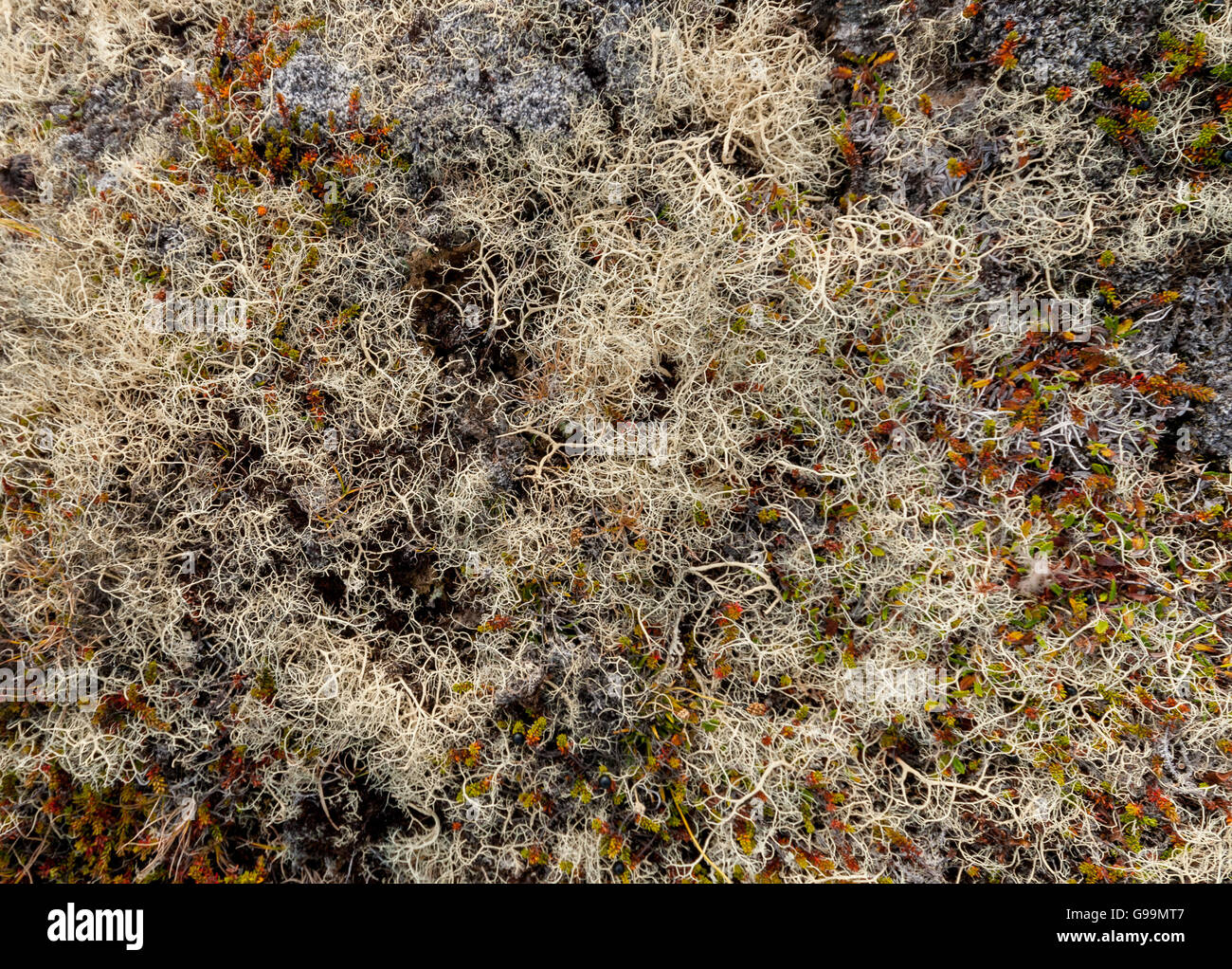 Tundra Terrains mit weißen Flechten und andere kleine Pflanzen Stockfoto